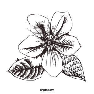 玫瑰 花呗 玫瑰花 线稿线描 线描元素 音谱线 花卉剪贴画 玫瑰剪贴画