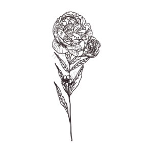 玫瑰 花呗 玫瑰花 线稿线描 线描元素 音谱线 花卉剪贴画 玫瑰剪贴画
