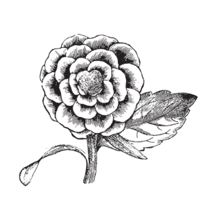 黑白 黑白植物 线描植物 水果 果子 花 树叶 黑色树叶