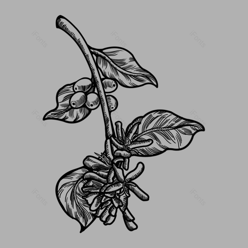 黑白图片,元素,PNG,免抠素材