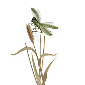 小麦 蝗灾 节肢动物 蚂蚱 草蜢 害虫 蝗虫 昆虫