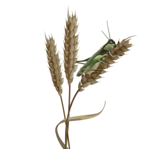 蝗灾 害虫 蝗虫 手绘 昆虫 小麦 节肢动物 草蜢