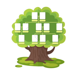 树 家庭关系 成员 家庭树 family tree 相框 绿色
