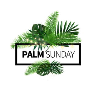装饰灯 叶 棕榈星期日 热带植物 花式英文字体 棕榈太阳 帧 绿色植物