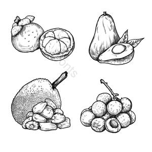 水果 热带水果 菠萝 龙眼 山竹果 鳄梨 餐饮 食物剪贴画
