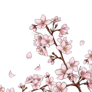 樱花 花瓣 唯美 花香 枝干 手绘 粉色 季节