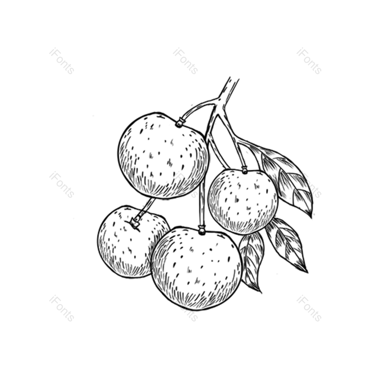卡通插画图片,水果元素,美味PNG,水果线描免抠素材