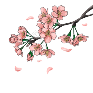 粉色 花瓣 花蕊 樱花 枝干 芬香 手绘 浪漫