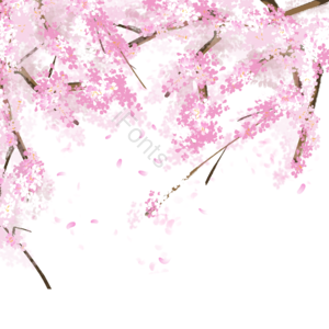春季 樱花 花瓣 粉色 飘落 樱花季