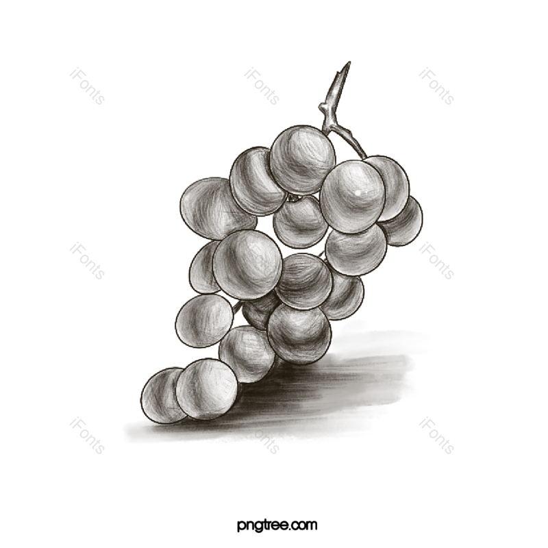 卡通插画图片,水果元素,美味PNG,水果线描免抠素材