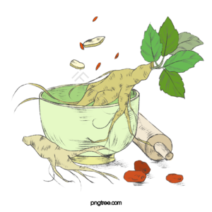 动画片 手绘竽 人参 植物 料碗 枣树 绿色 红色