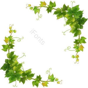 手绘 绿色植物 树叶 葡萄藤 边框 水果 葡萄 藤条