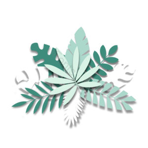 剪纸风格 热带植物 大叶植物 叶片组合 蒙斯特拉 植物 绿色 树叶
