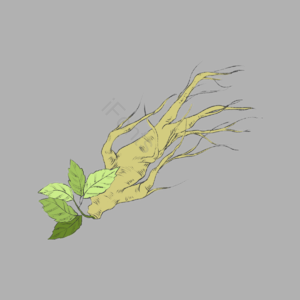 中草药药材中药 国医 国医传承 人参 医疗技术 药 药材草药 健康