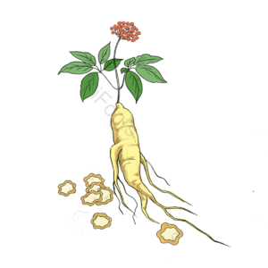 中药材 中医 中药 人参 医术 医药 药材 治病