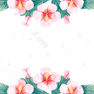 木槿花 花卉 植物 叶子 花束 装饰 花瓣 边框