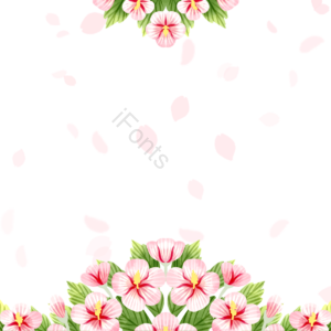 木槿花 花卉 植物 叶子 粉色 花束 清新 边框