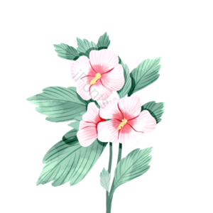 木槿花 花瓣 叶子 花卉 花束 淡雅 手绘 粉色