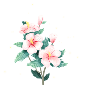 木槿花 花卉 植物 叶子 花瓣 花束 手绘 清新