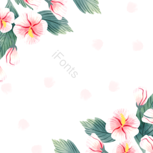 木槿花 花卉 叶子 手绘 花环 边框 淡雅 清新