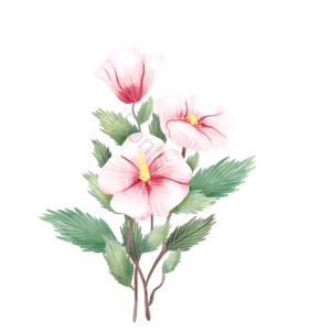 木槿花 花环 花卉 植物 花瓣 叶子 装饰 粉色