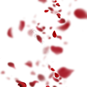 洒落 飘落 花瓣 玫瑰花 浪漫 红色 唯美 创意