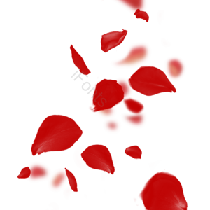 洒落 飘落 花瓣 玫瑰花 浪漫 红色 唯美 创意