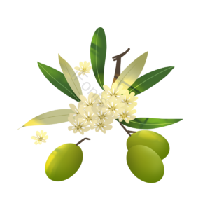 橄榄 植物 枝干 花 叶子 果实