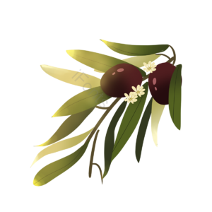 叶子 橄榄 花 复古风 树枝