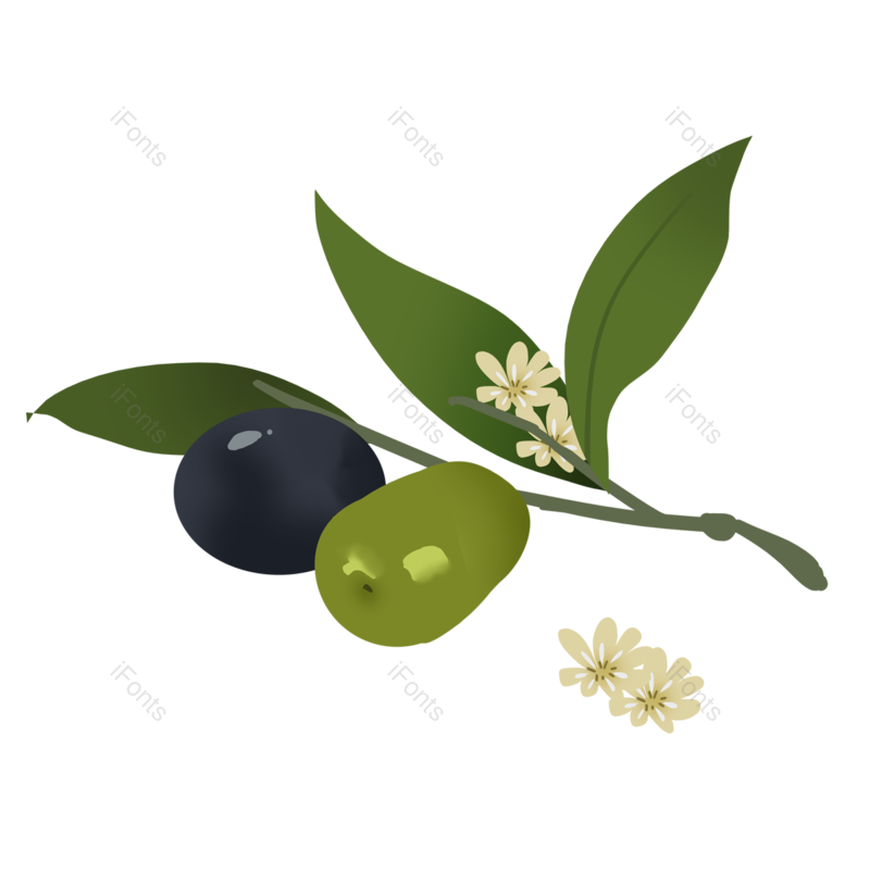 橄榄图片,植物元素,PNG,免抠素材