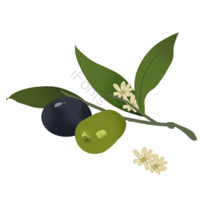 植物 橄榄 果实 枝干