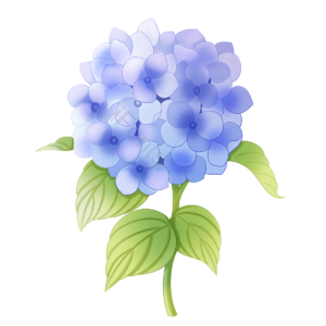 爱情花 紫阳花 粉团花 蓝紫色 团圆 花卉 绿植 灌木