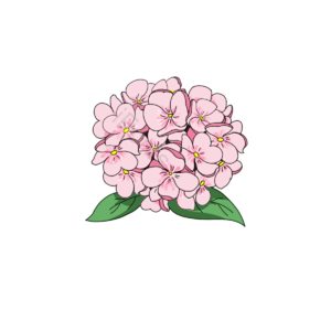植物 花卉 花瓣 绿叶 绿色 简约 可爱 粉色