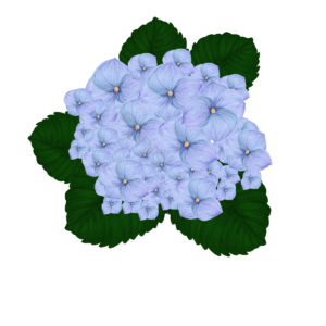 手绘 绣球花 花朵 花 叶子 淡雅 花瓣 蓝色