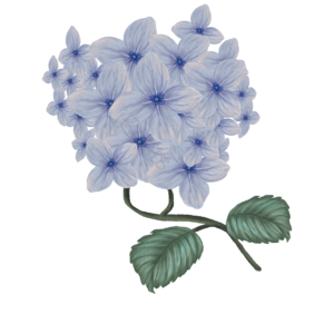 蓝色 花瓣 淡雅 叶子 花 花朵 绣球花 手绘