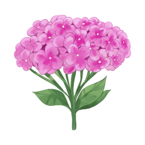绣球花 手绘 粉色 植物 盛开 花卉 叶 水彩
