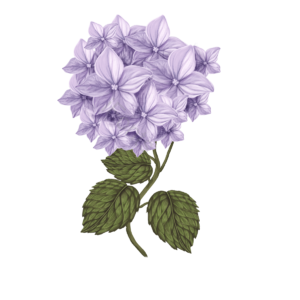 花瓣 淡雅 叶子 花 花朵 绣球花 手绘 淡紫色