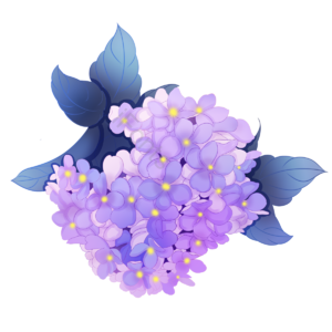 紫团 紫红 婚礼 爱慕 紫阳花 团子花 情爱