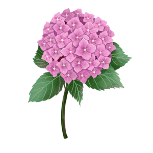 卡通 绣球花 粉红色 绿叶 叶子 枝干 盛开 装饰植物