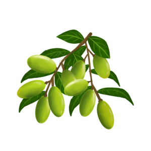 叶 树叶 橄榄 绿色 植物 采集 果实 手绘风格