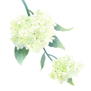 八仙花 爱情花 婚礼 花团 粉绿 灌木 紫阳花