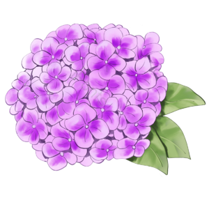 绣球花 手绘 紫色 花卉 植物 盛开 叶 水彩