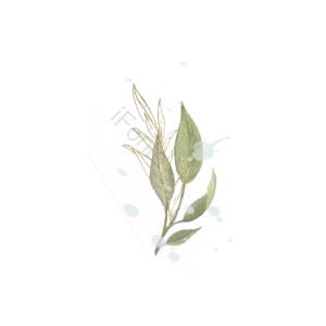 树叶 元素 喷溅 绿色 装饰 插画 金色 奢华