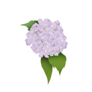 花 绿色 手绘 绣球花 植物 花卉 盛开 叶
