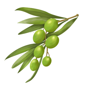 橄榄 手绘 植物 清新 绿色 采集 叶 树叶