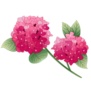 花卉 绣球 紫阳花 灌木 婚礼 恋爱 表白