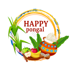 印度 丰收 果实 节日 庆典 pongal makar sankranti
