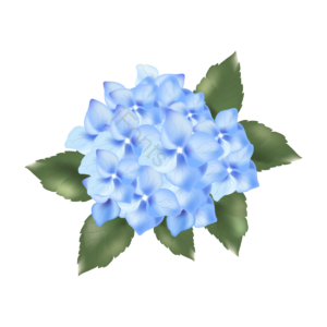 花瓣 花卉 叶子 绿色 装饰植物 绣球花 蓝色 绽放