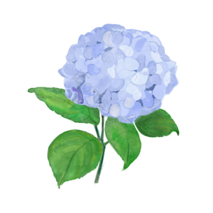 手绘 花 蓝色 绿色 花卉 绣球花 装饰 绿叶