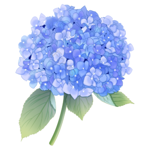 八仙花 紫阳花 抛绣球 爱情花 婚礼 爱慕 爱恋
